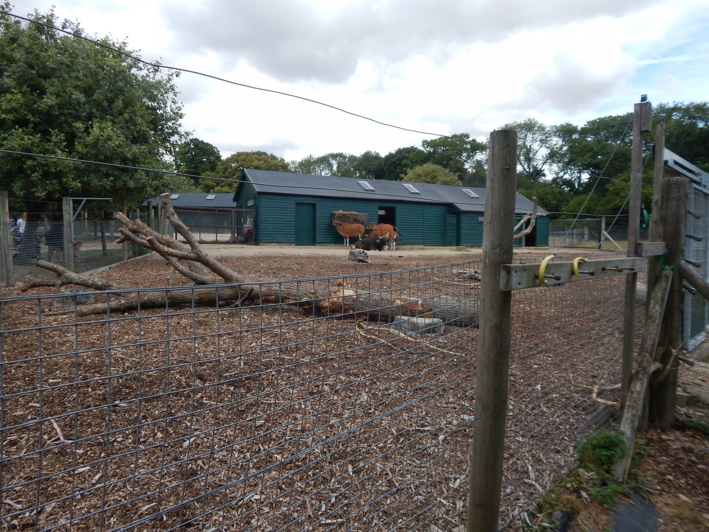 Javan banteng enclosure 040822