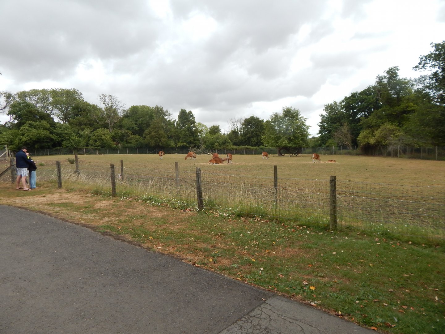 Javan banteng enclosure 150725