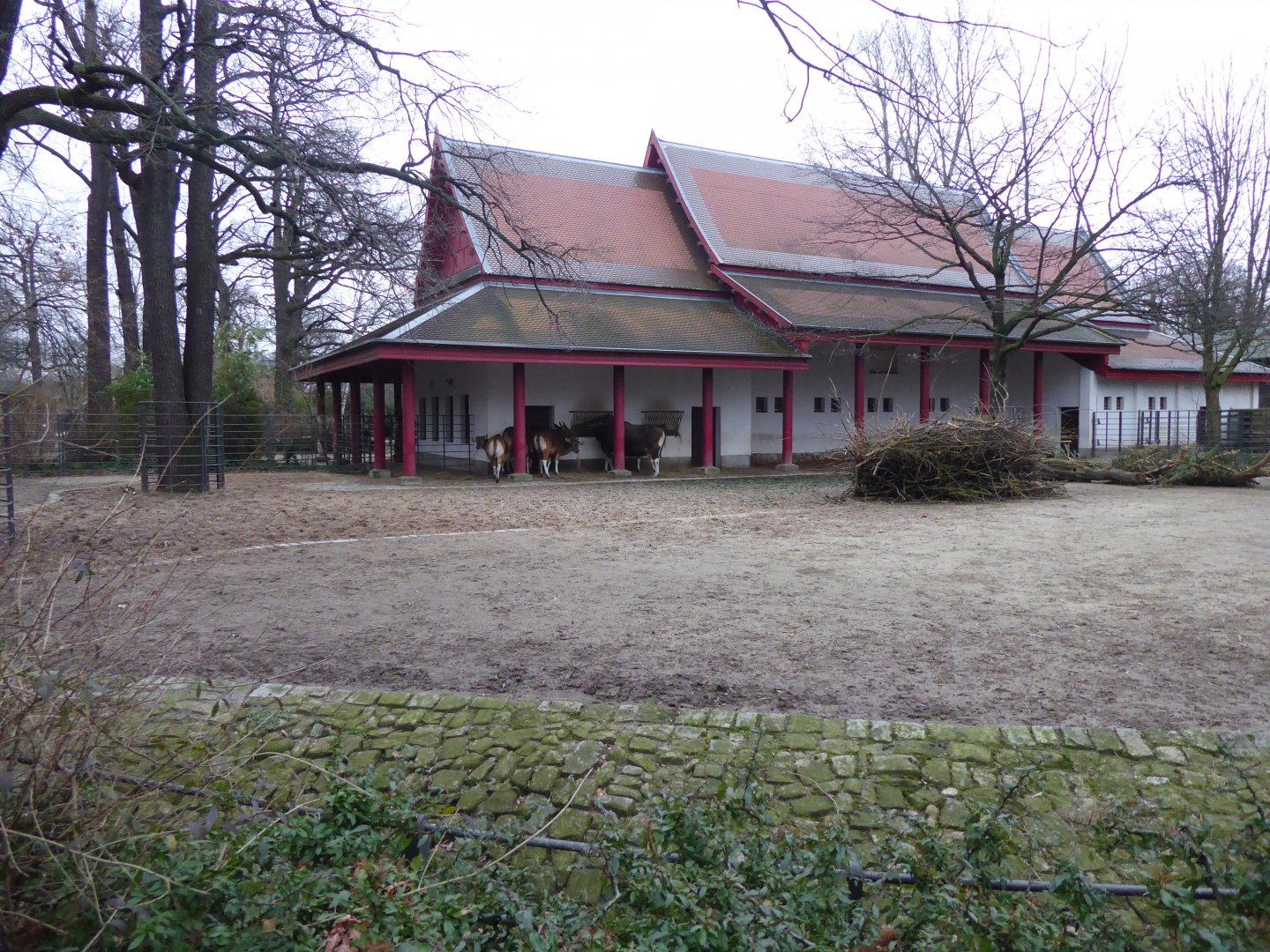 Javan banteng enclosure 290118