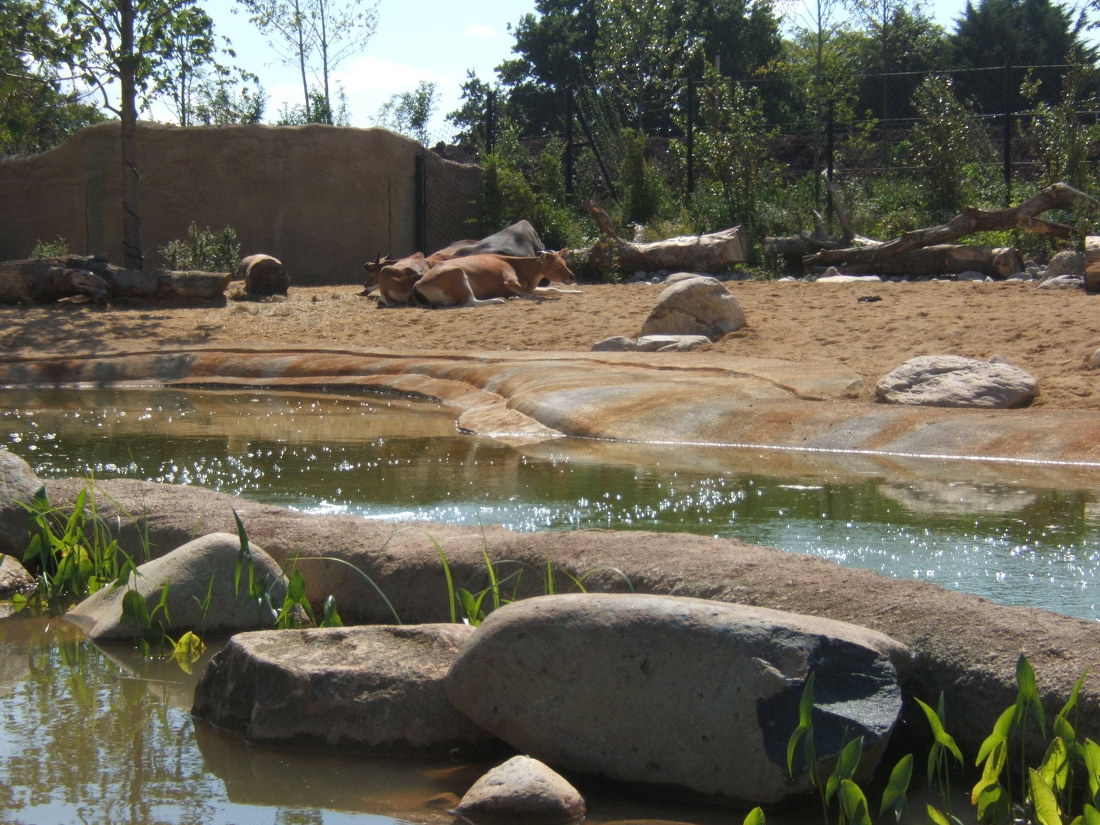 Javan Banteng enclosure