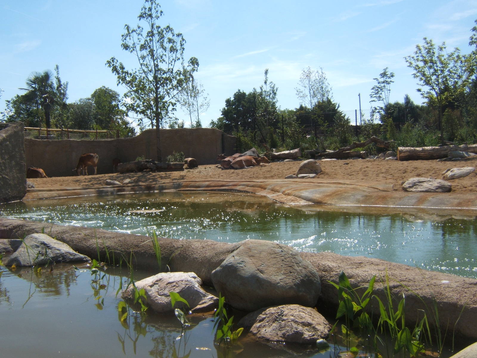 Javan Banteng enclosure