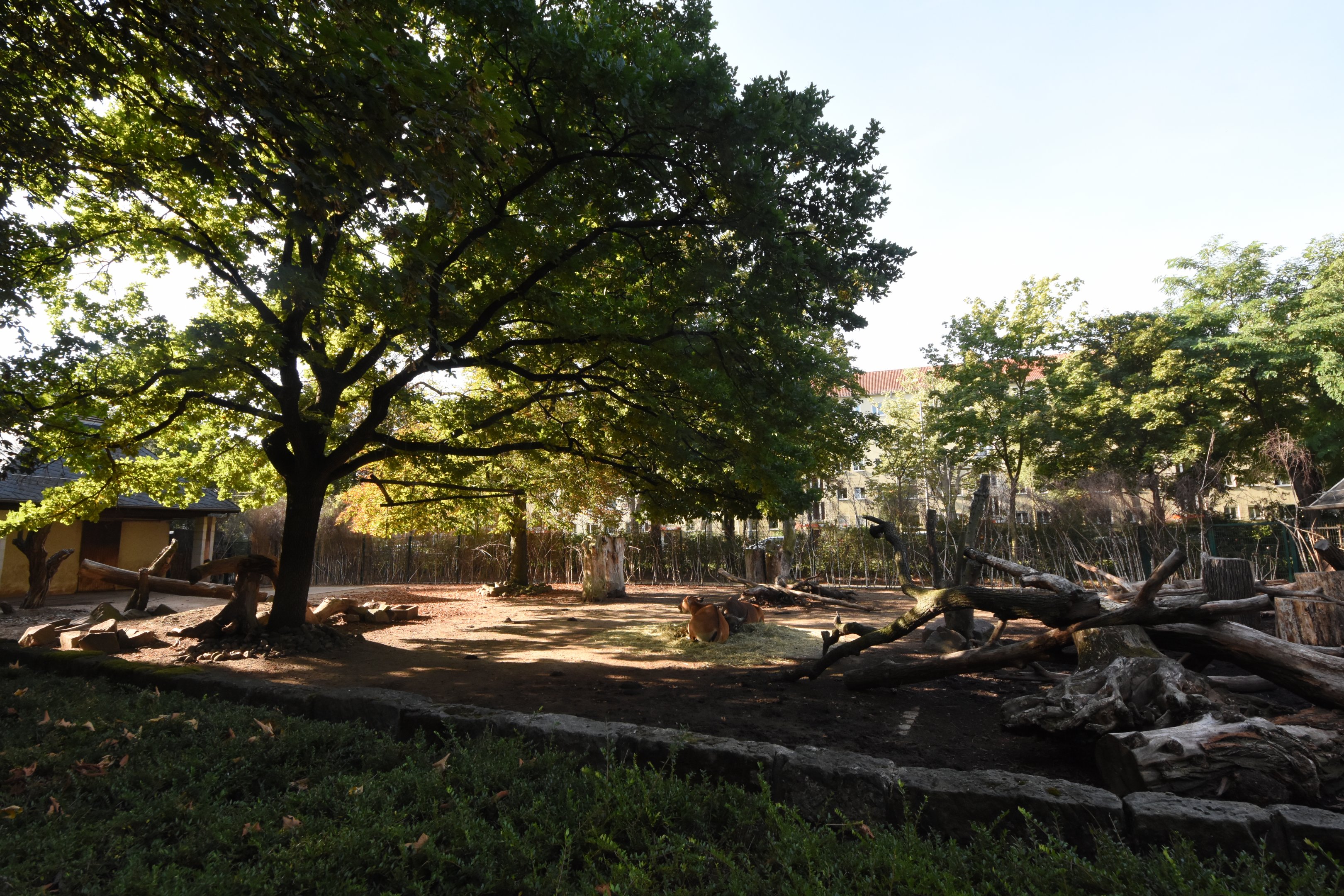 Javan banteng enclosure