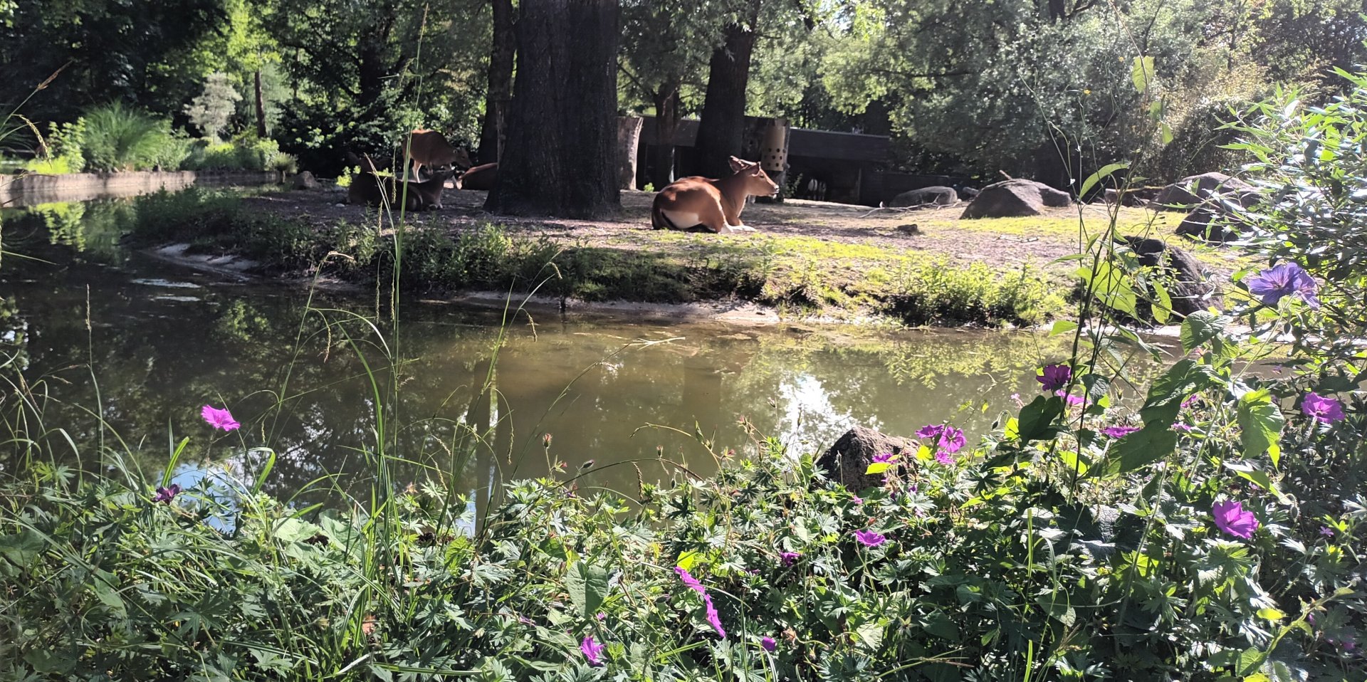 Javan Banteng Enclosure