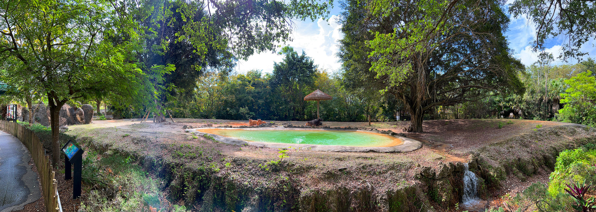 Javan Banteng Exhibit