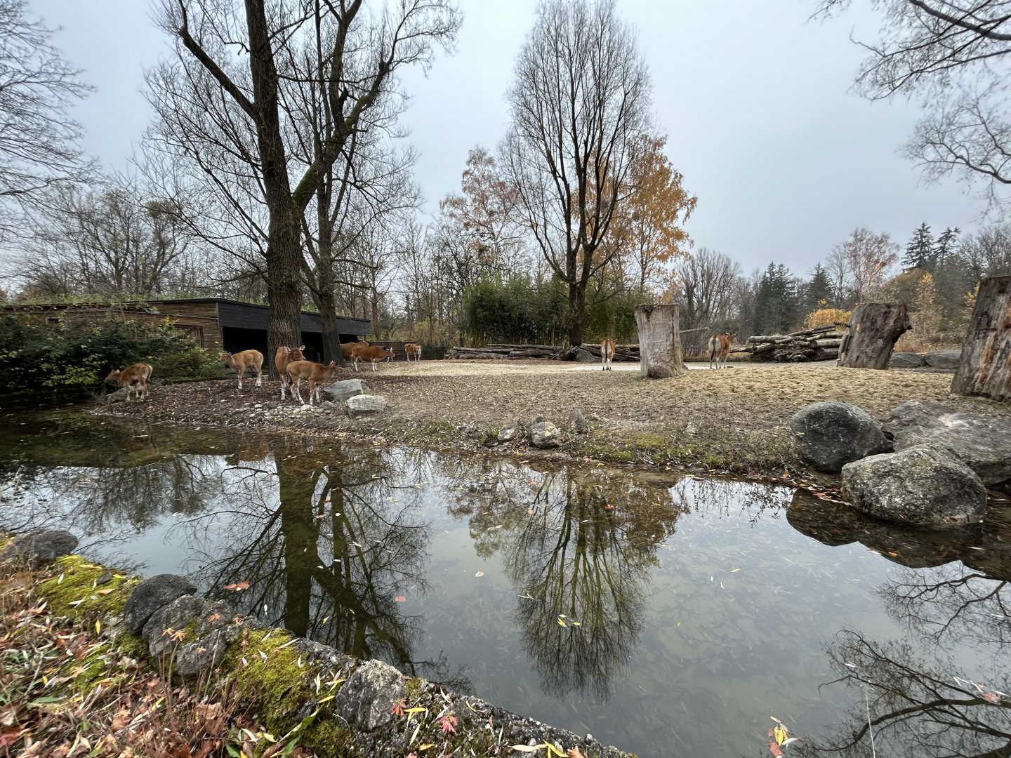 Javan Banteng Exhibit