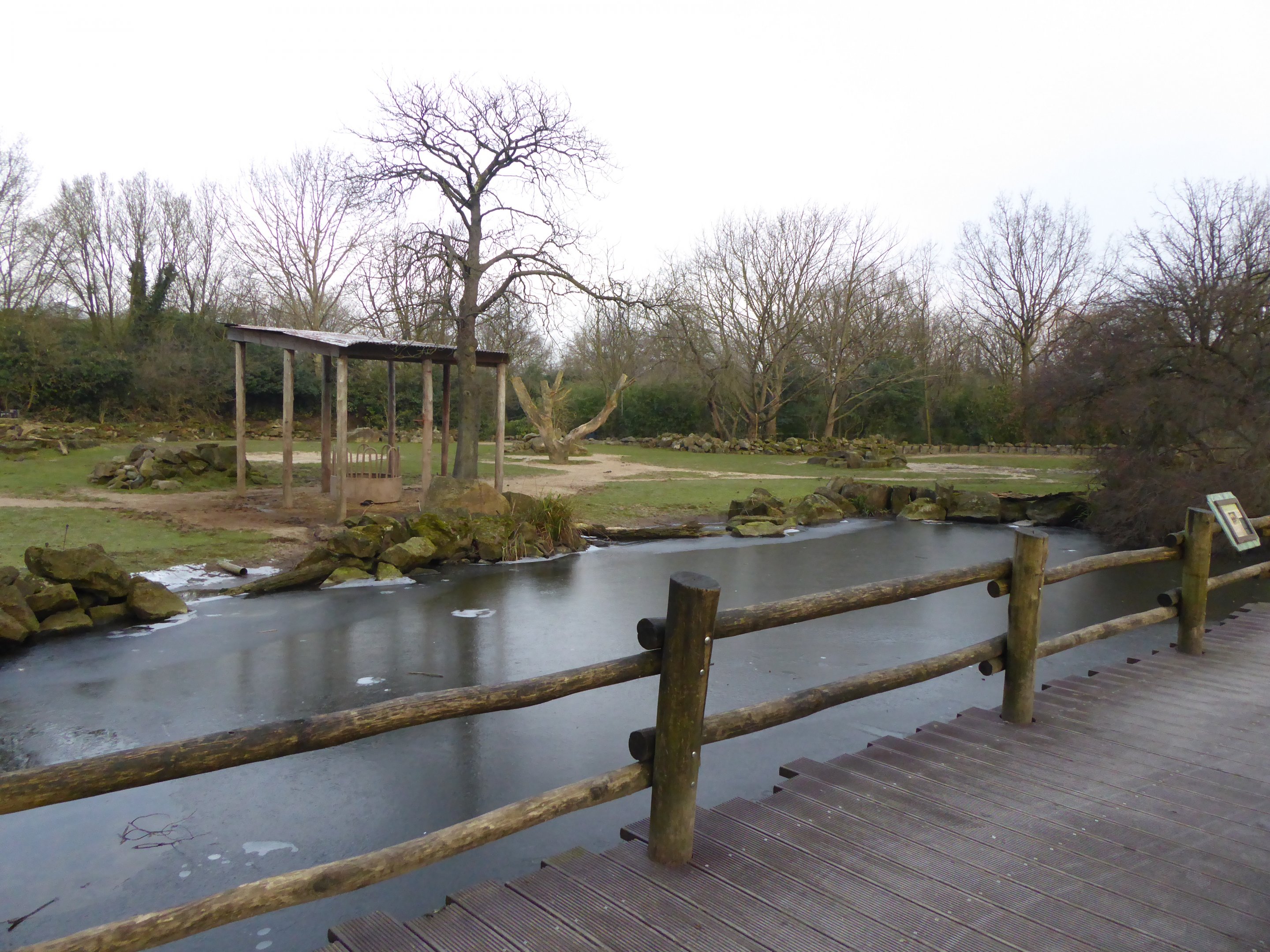Javan Banteng exterior exhibit
