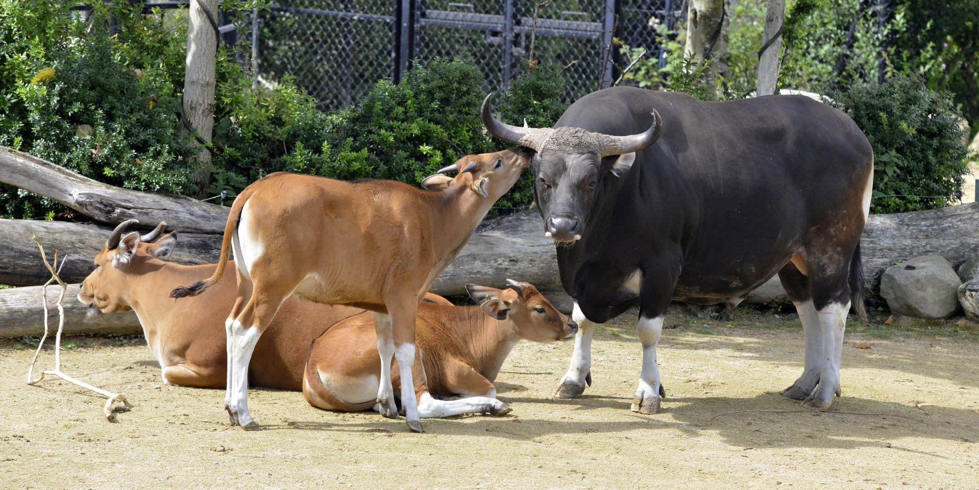 Javan Banteng family