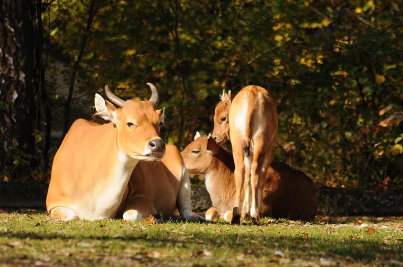 Javan banteng female with child