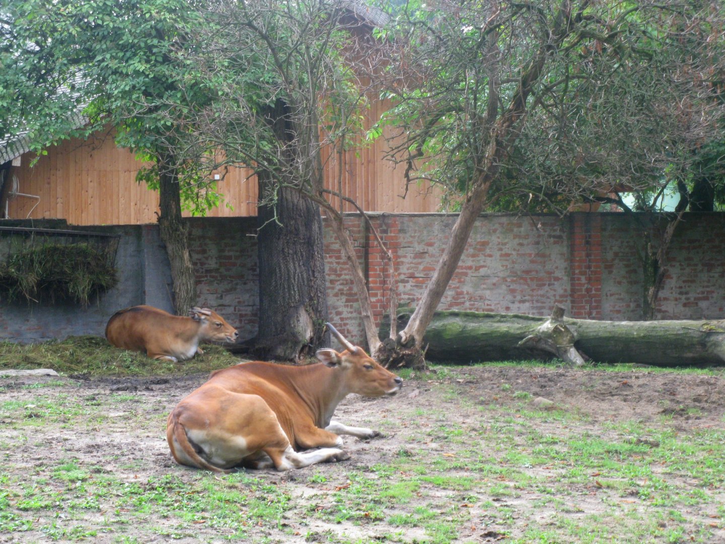 Javan Banteng females - 08.2013