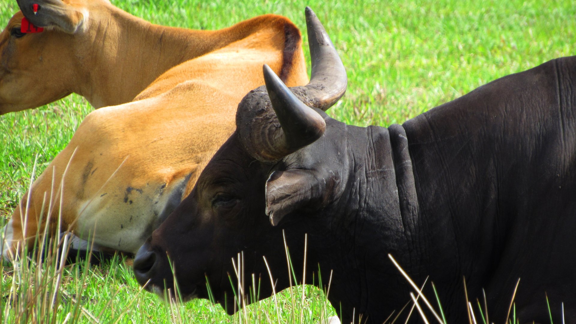 Javan Banteng Herd Bull Closeup