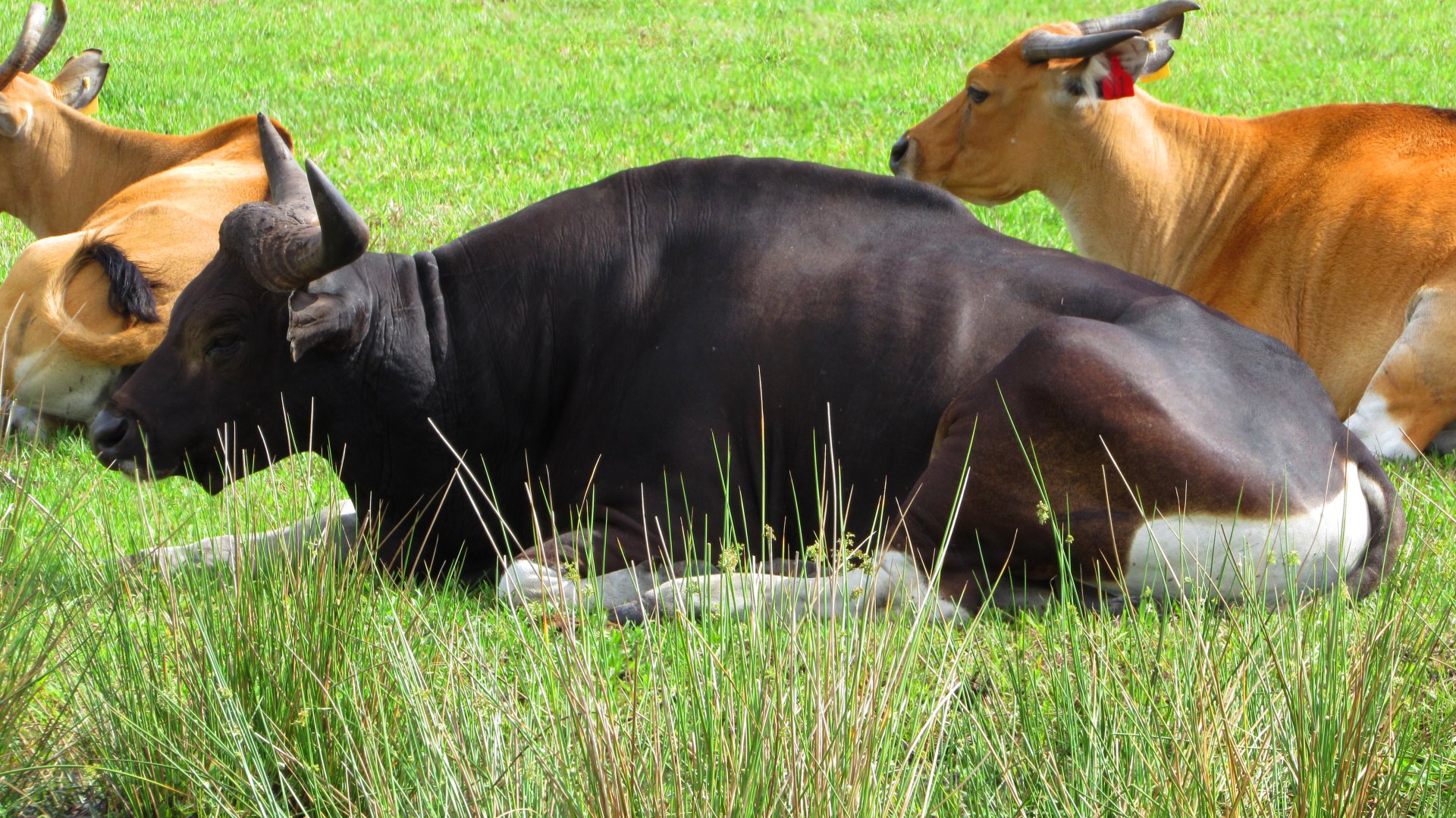 Javan Banteng Herd Bull