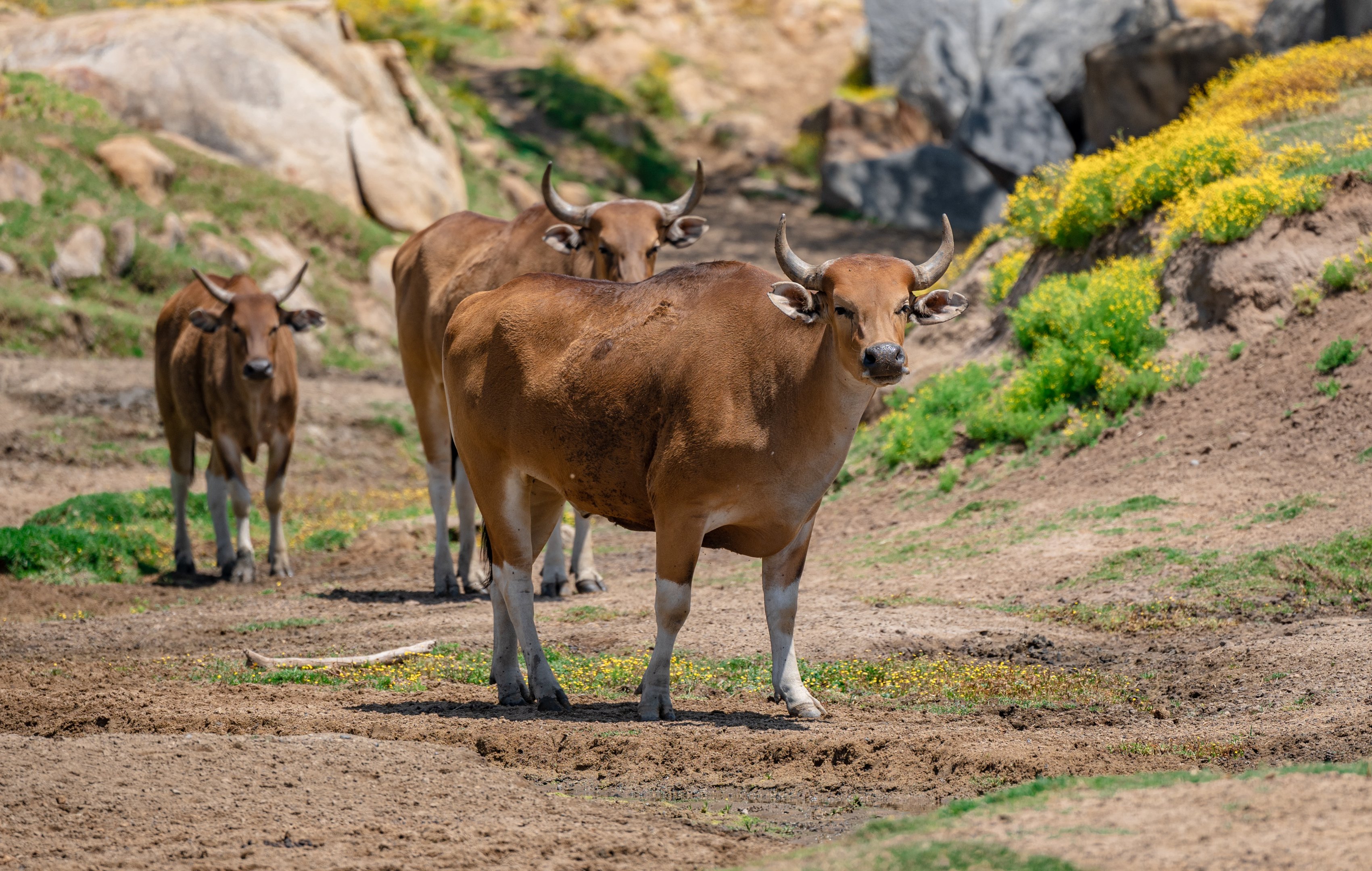 Javan Banteng herd