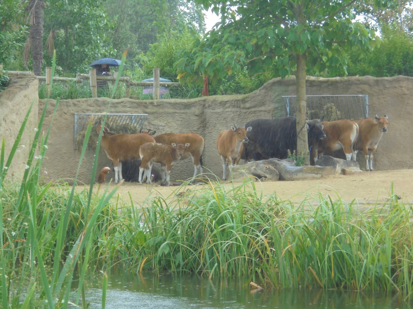 Javan Banteng in Islands