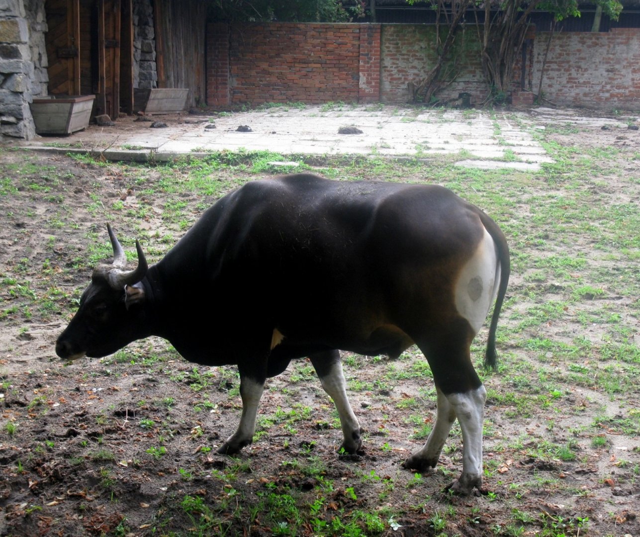 Javan Banteng male - 08.2013