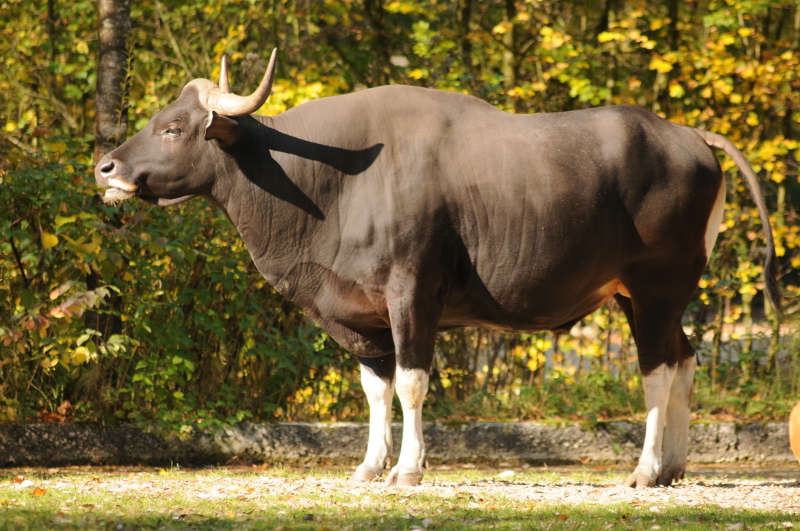 Javan banteng male
