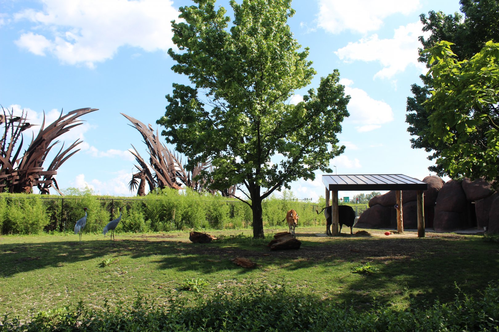 Javan Banteng & Sarus Crane Exhibit - Red Rocks