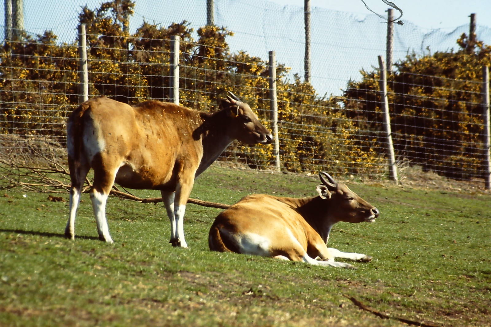 Javan Banteng West Midlands 26 March 2012