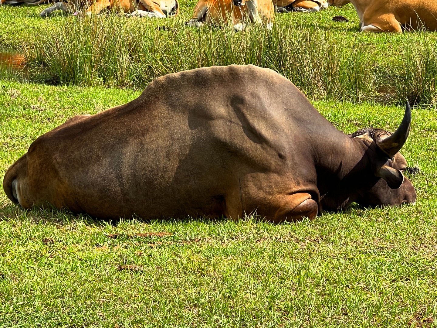 Javan Banteng Younger Bull
