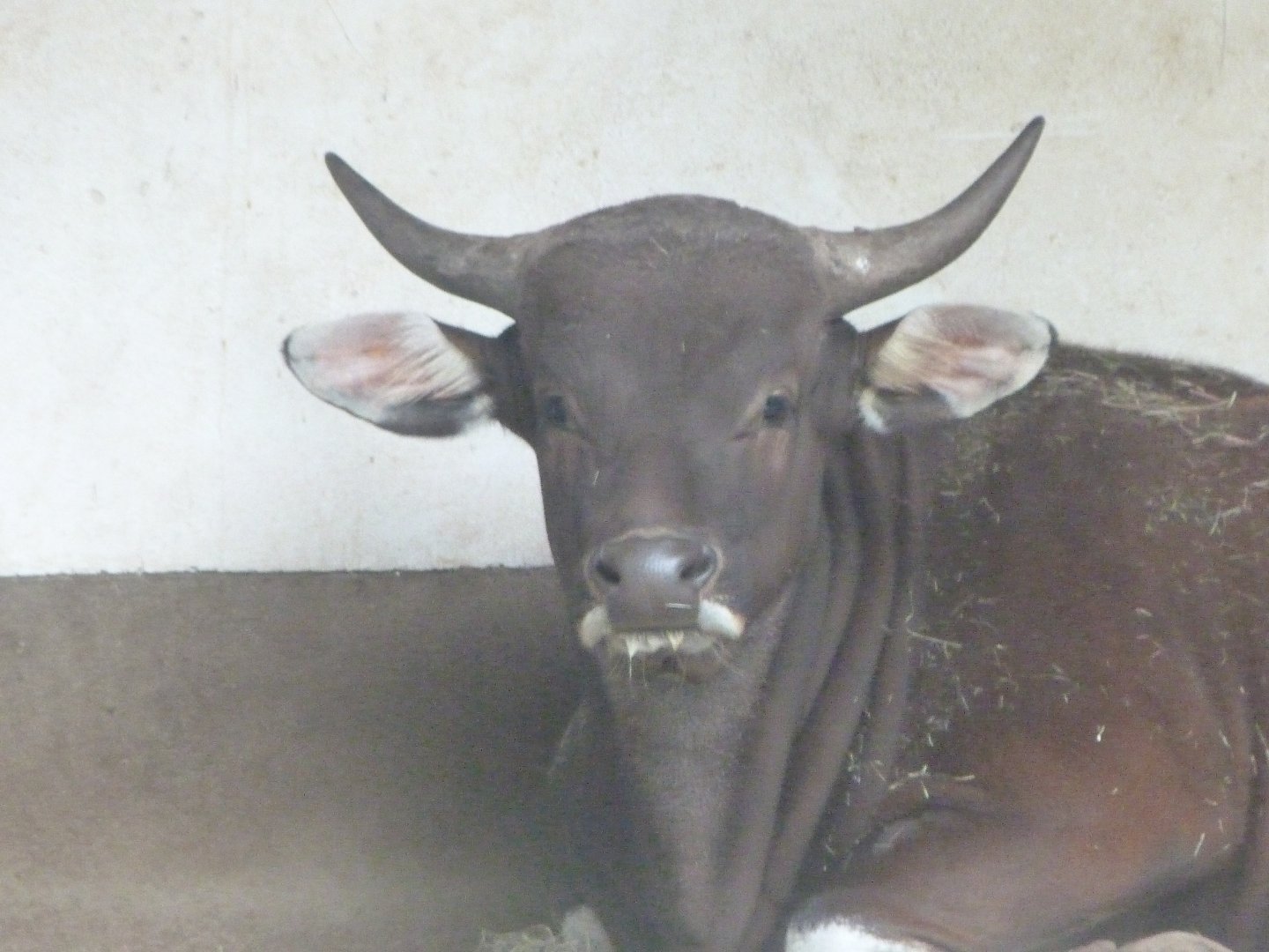 Javan banteng -Zoologischer Garten Berlin (2024)