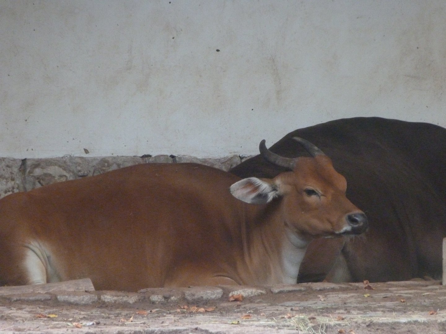 Javan banteng -Zoologischer Garten Berlin (2024)
