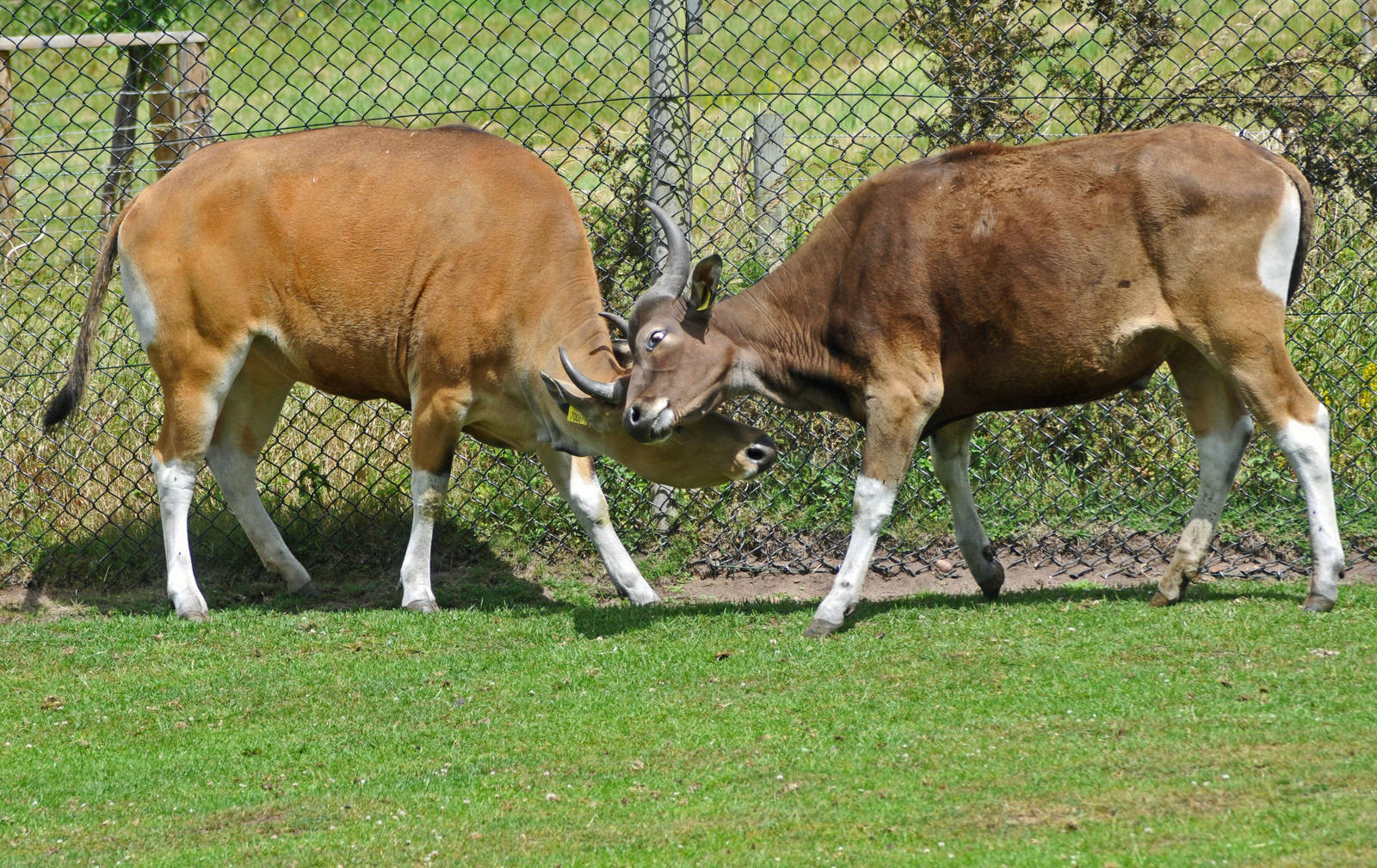 Javan Banteng