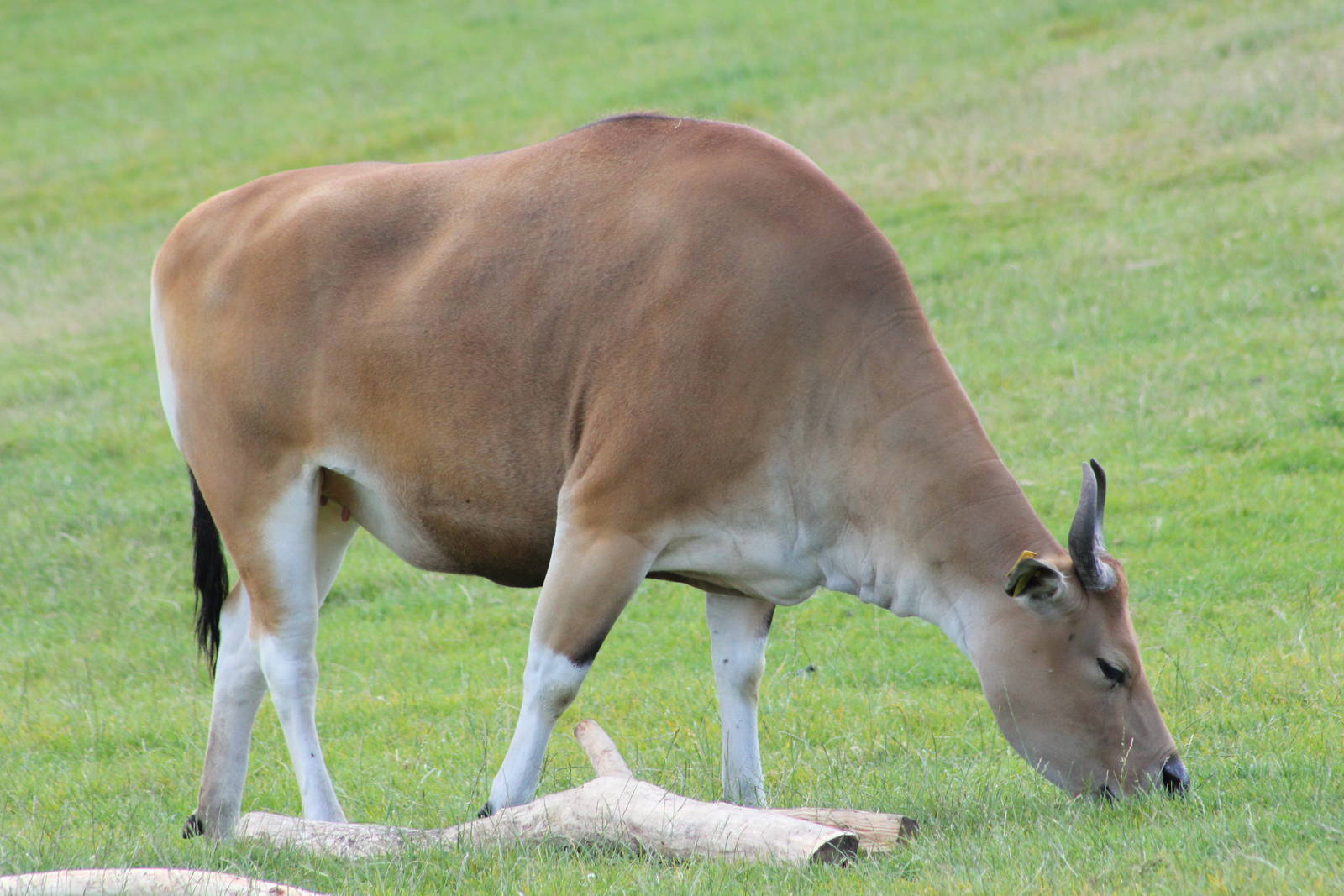 Javan banteng