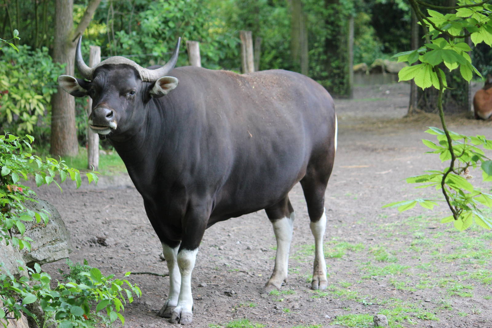 Javan banteng