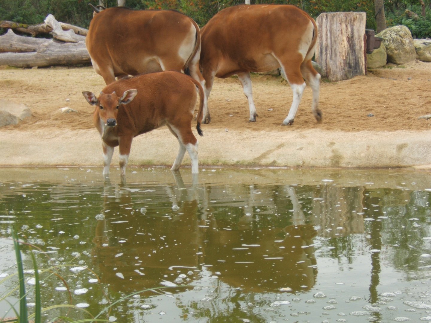 Javan Banteng