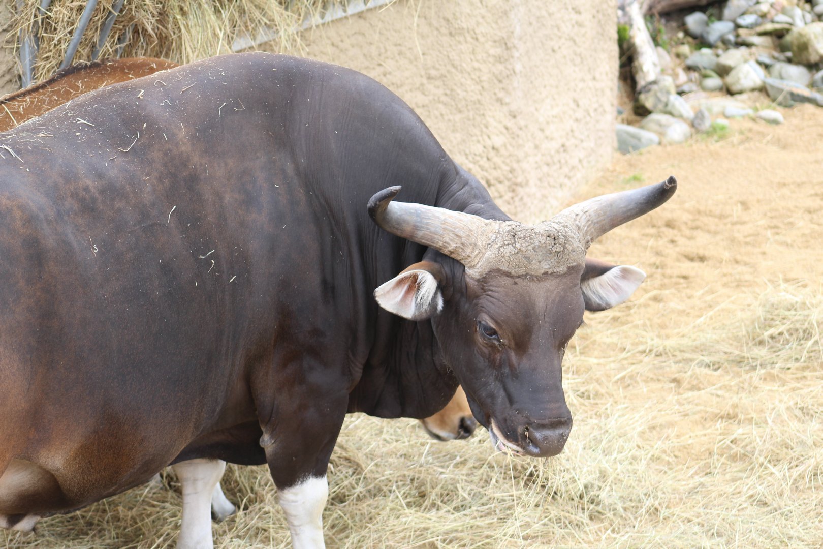Javan Banteng