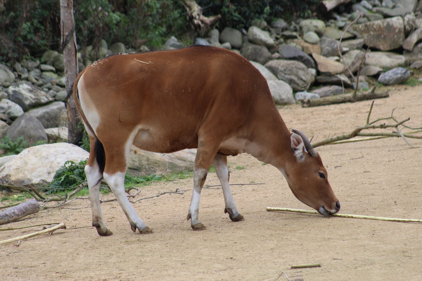 Javan Banteng