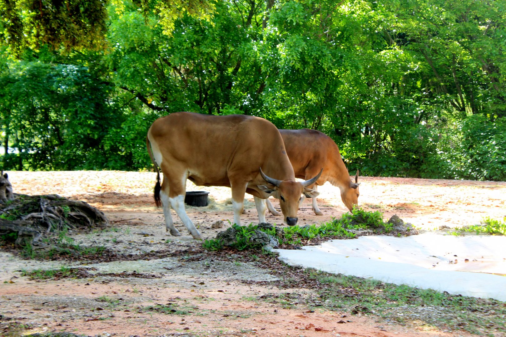 Javan Banteng