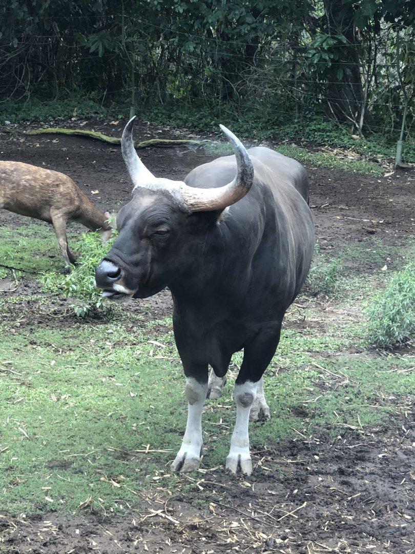 Javan Banteng