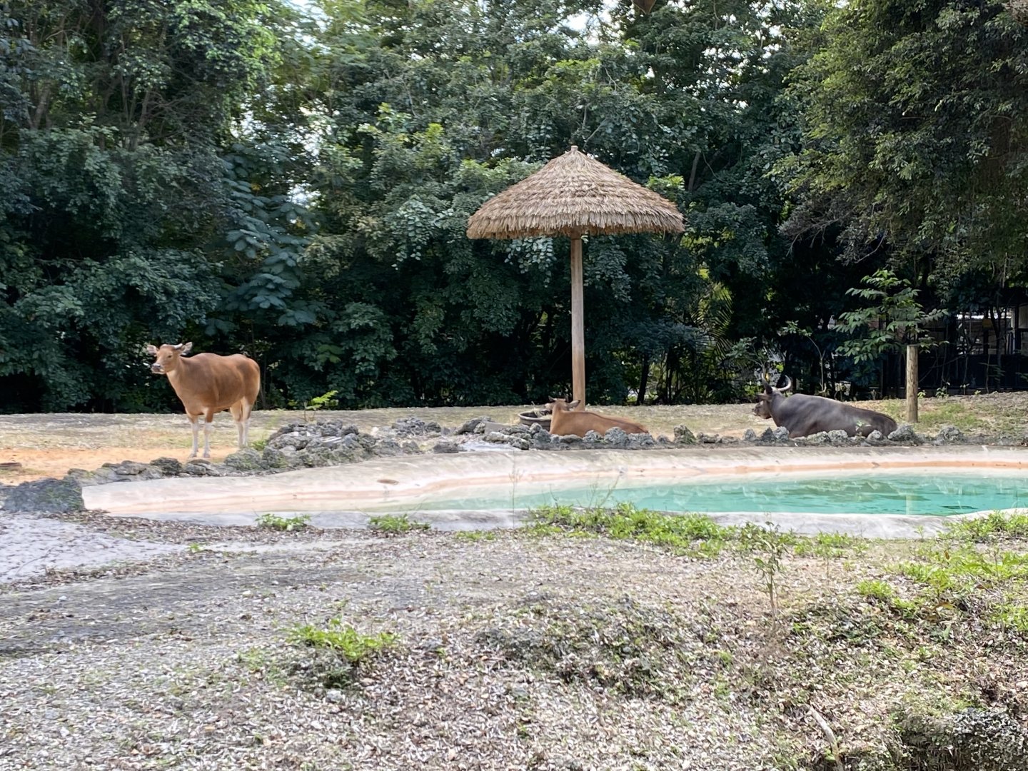 Javan Banteng