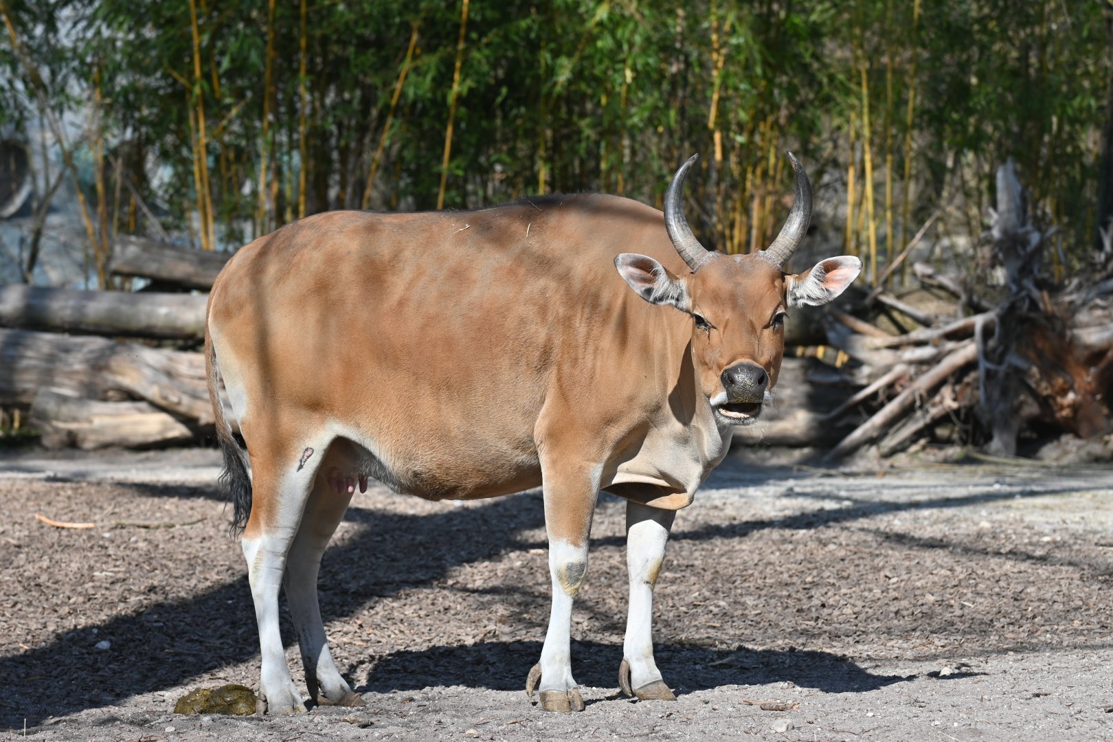 Javan Banteng