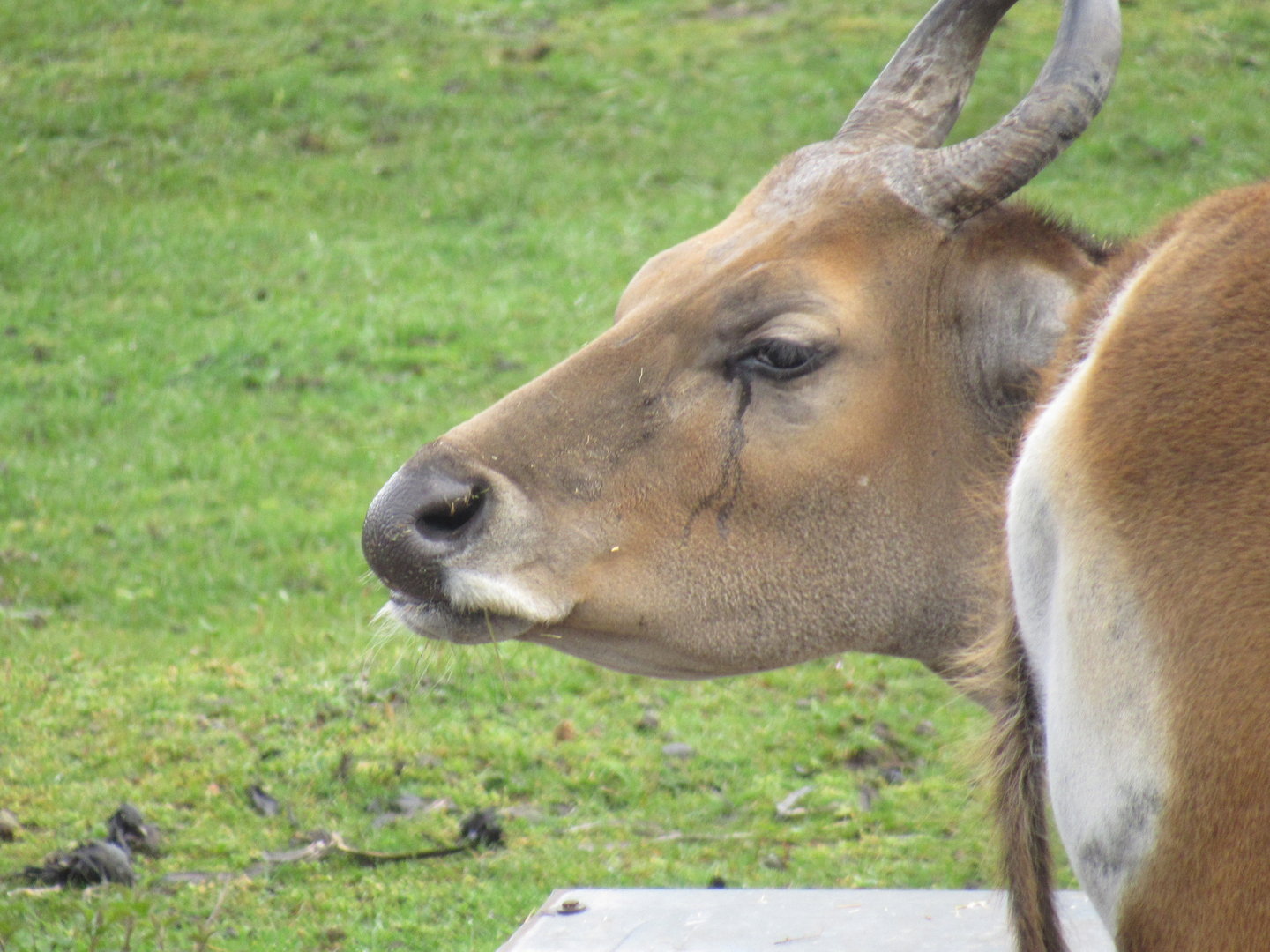 Javan Banteng