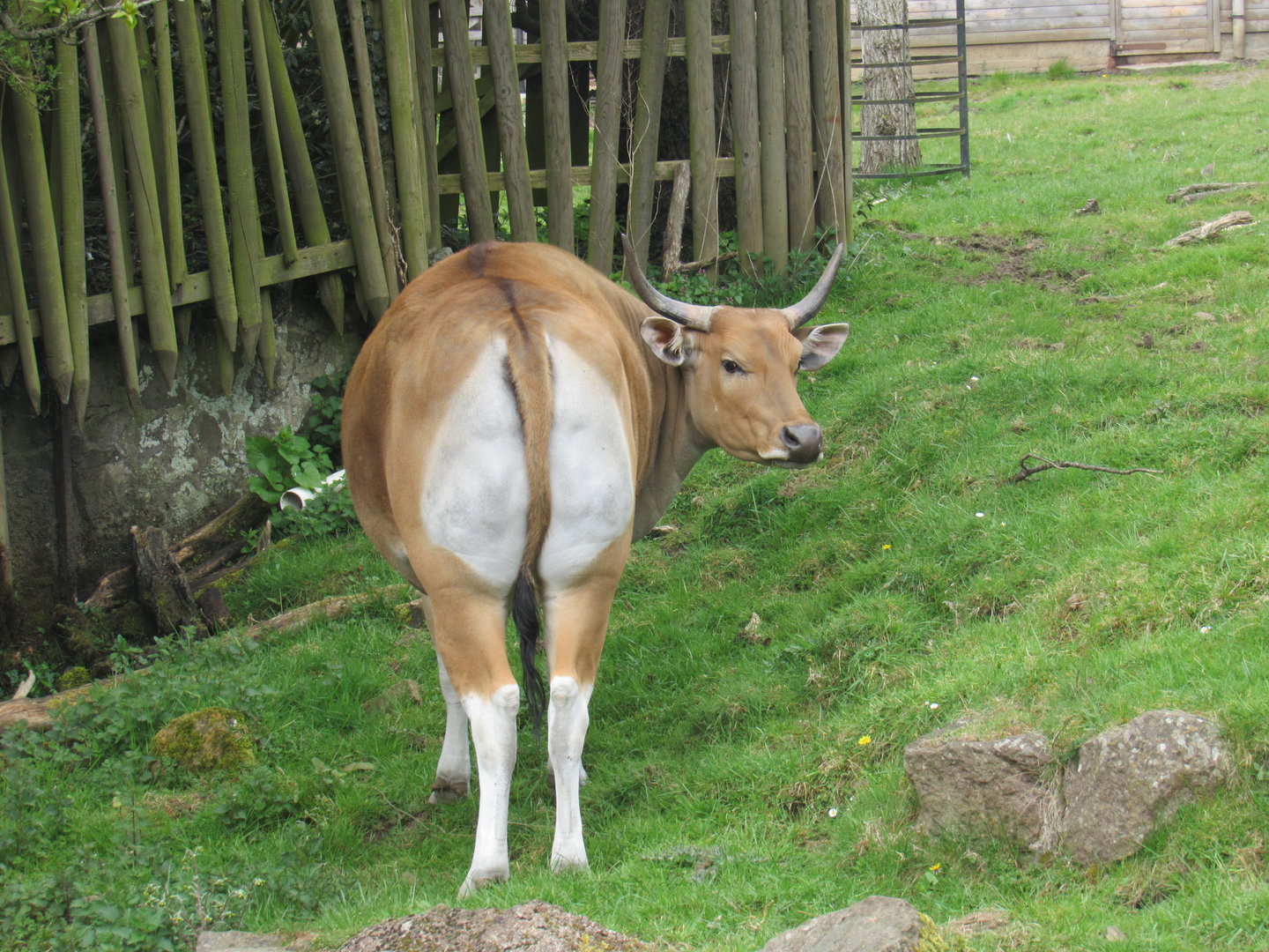 Javan Banteng