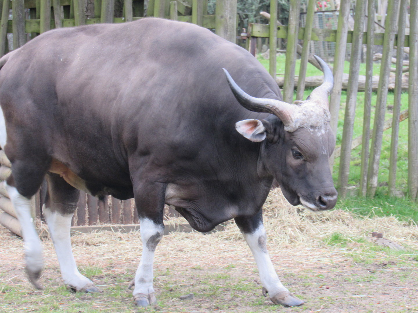 Javan Banteng