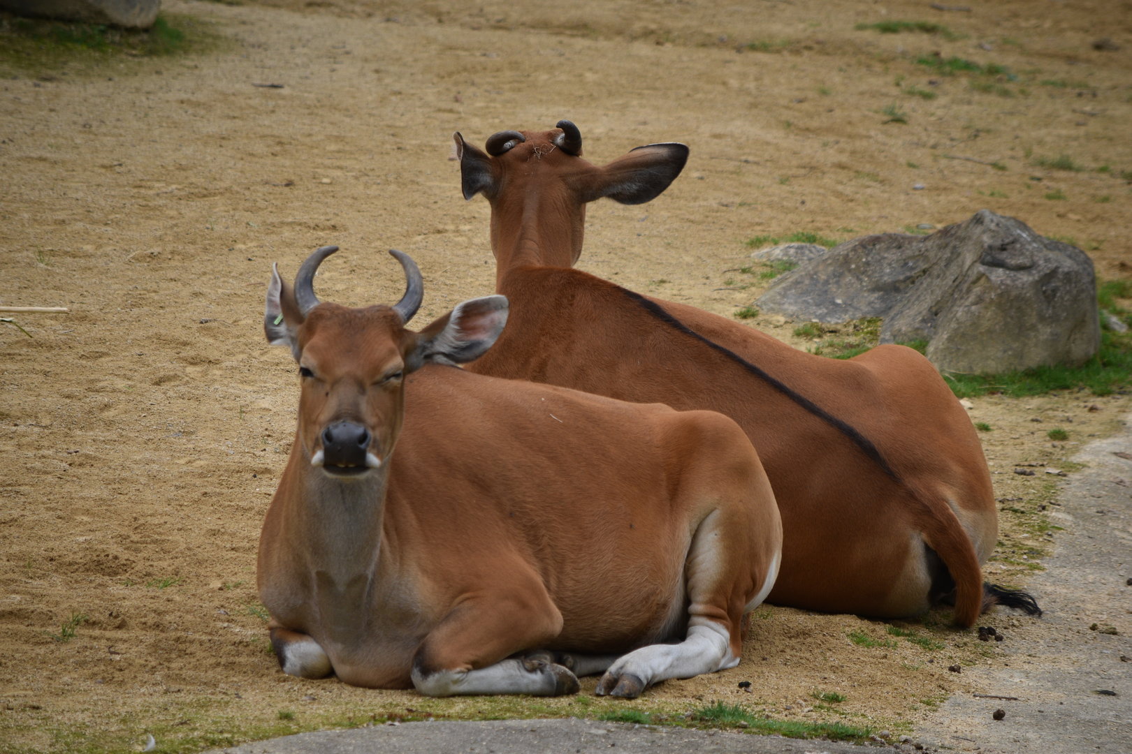 Javan Banteng