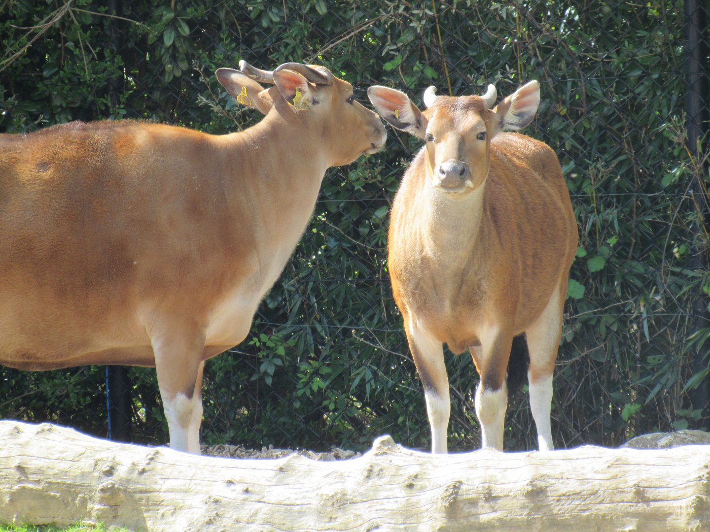 Javan banteng