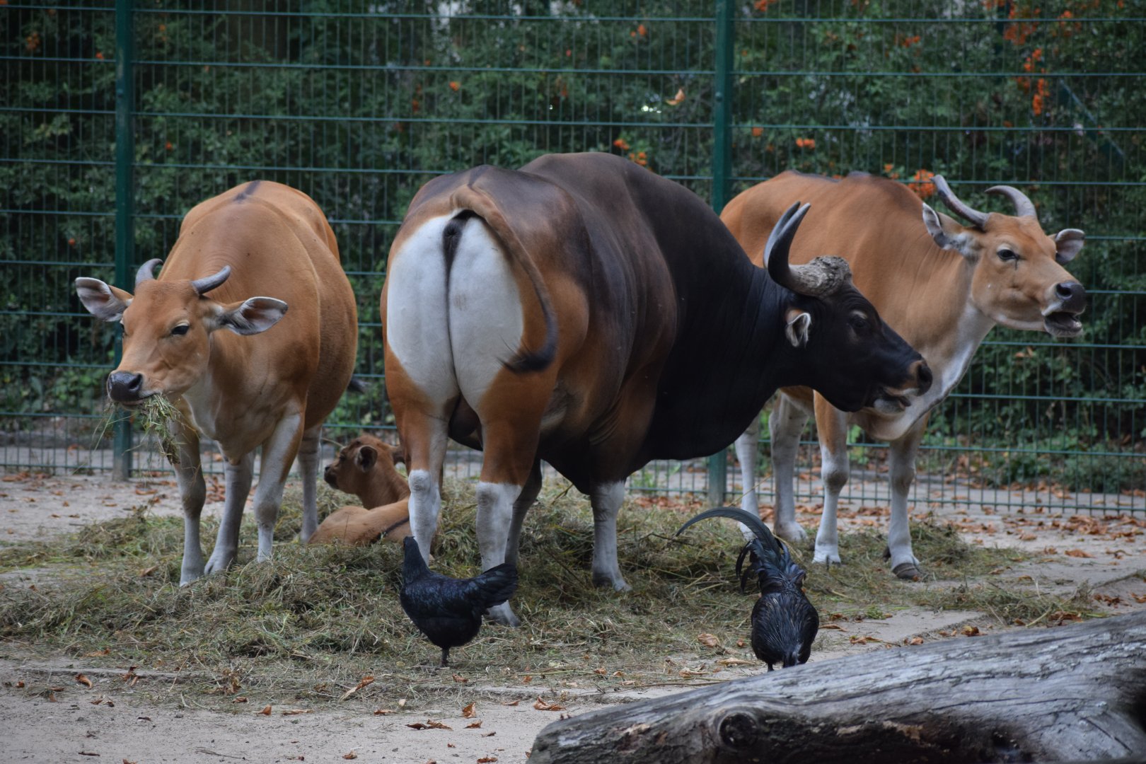 Javan banteng