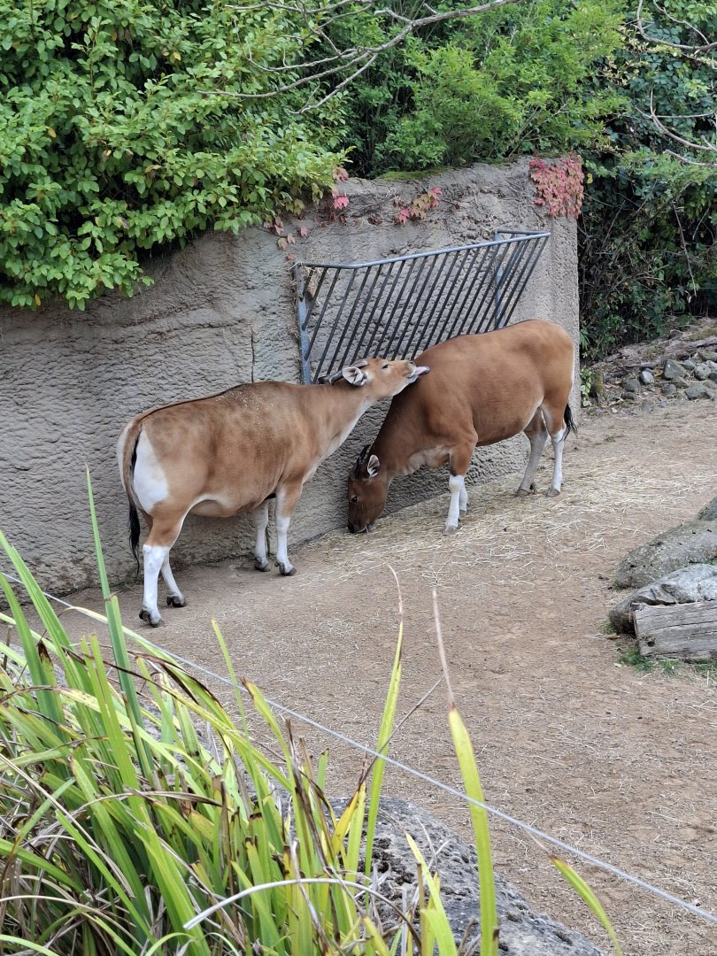 Javan Banteng