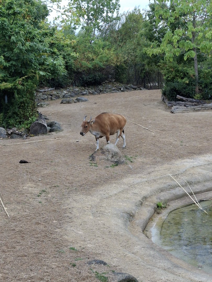Javan Banteng