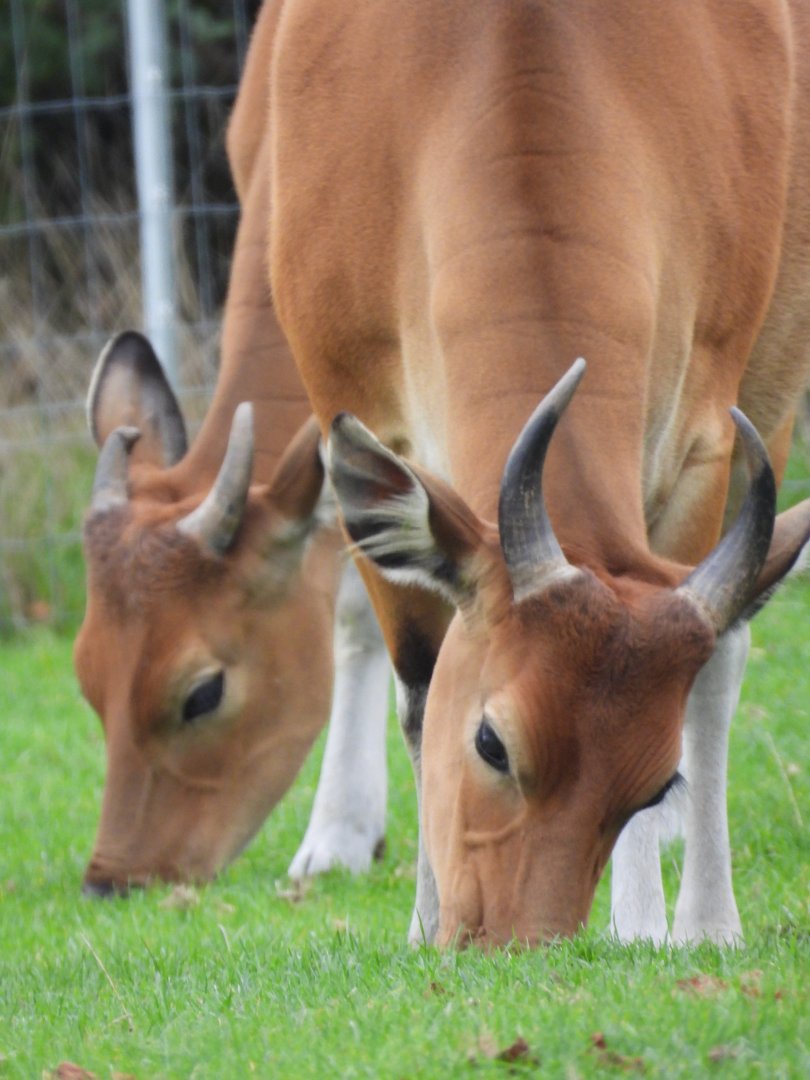 Javan Banteng