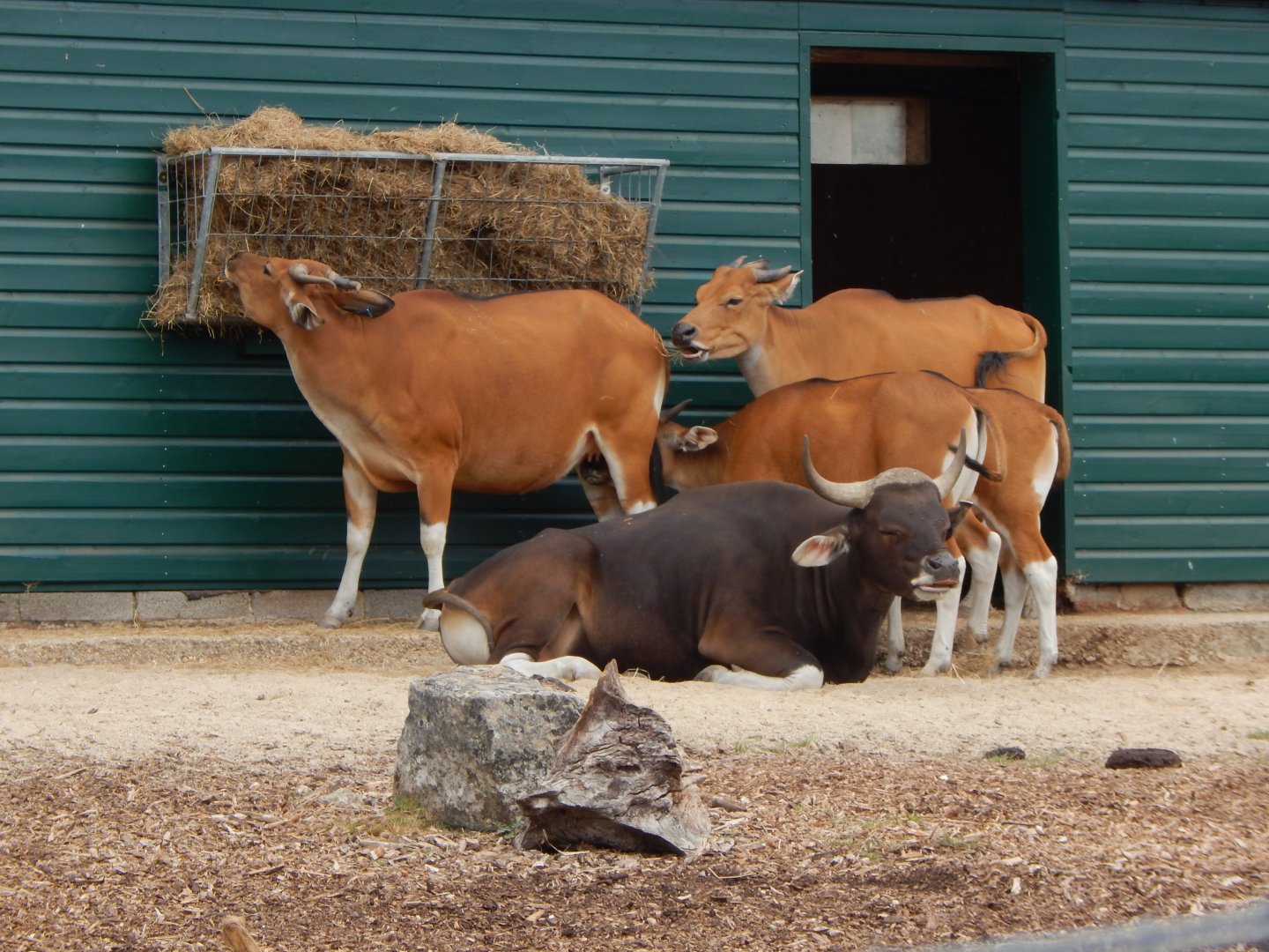 Javan bantengs 040822