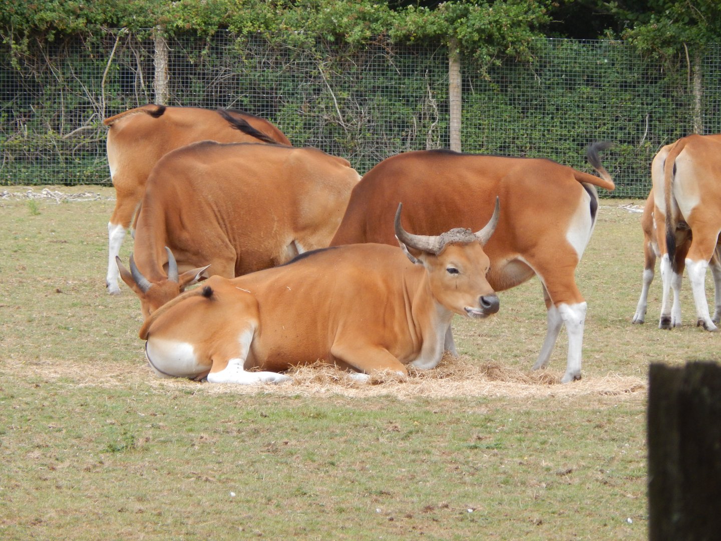 Javan bantengs 150725