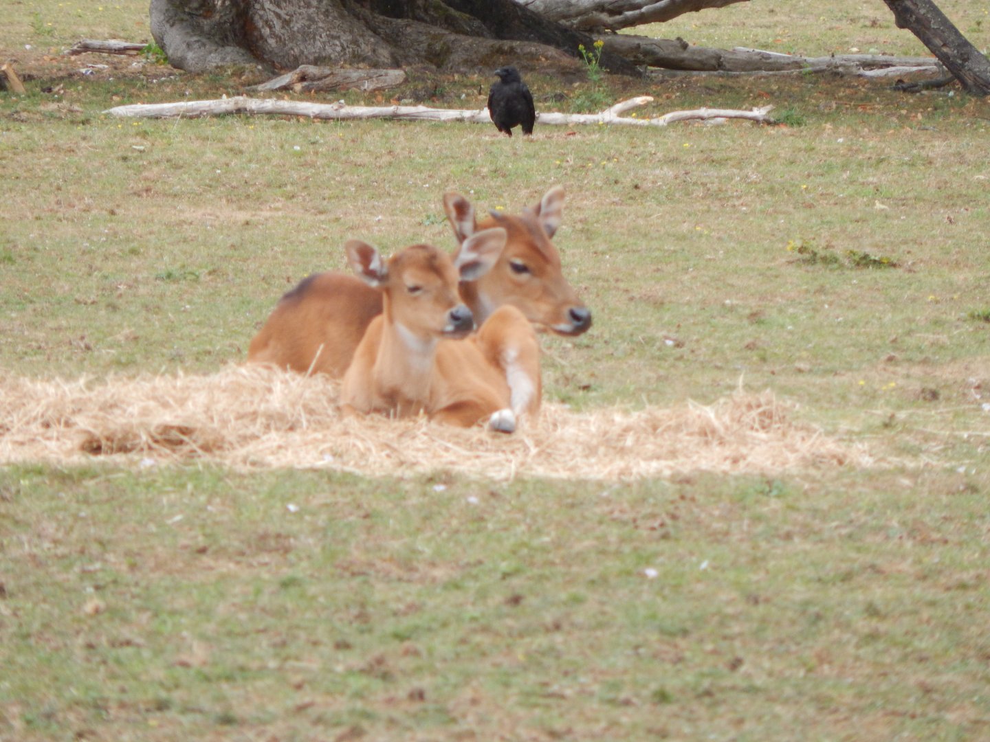Javan bantengs 150725