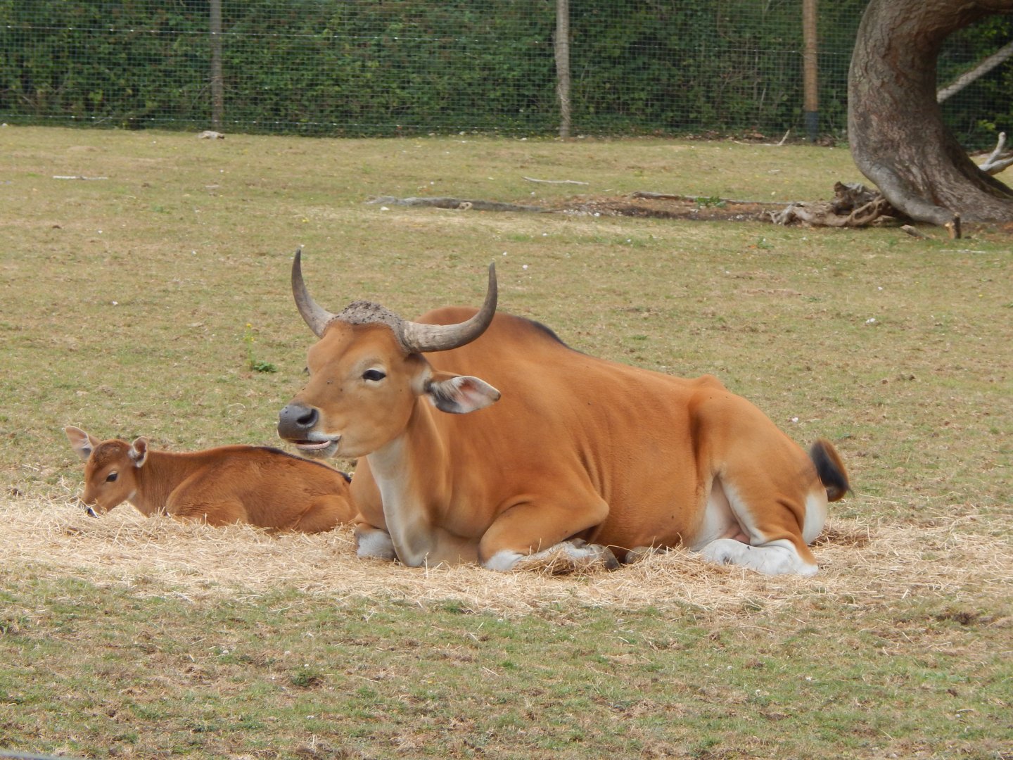 Javan bantengs 150725
