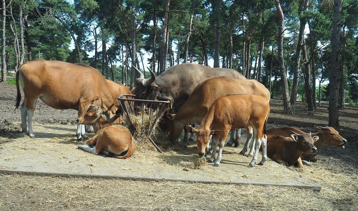 Javan bantengs (Bos javanicus javanicus), 2022-06-12