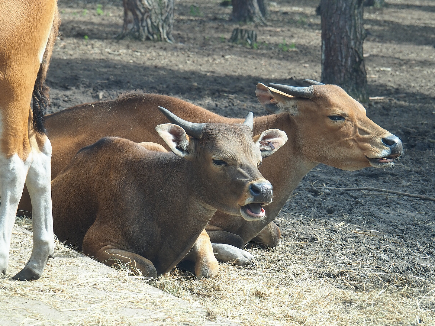 Javan bantengs (Bos javanicus javanicus), 2022-06-12
