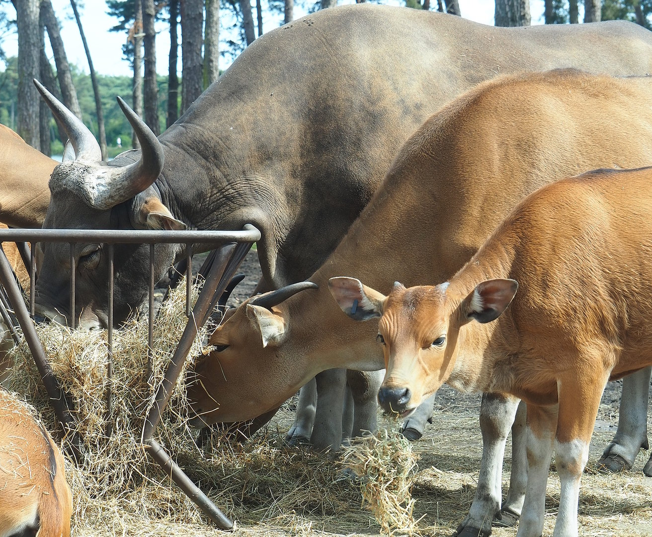 Javan bantengs (Bos javanicus javanicus), 2022-06-12